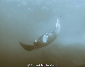 Split toning used. The mantas sort of magically appear an... by Robert Michaelson 